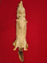 Load image into Gallery viewer, Western Montana Male Coyote COY1029