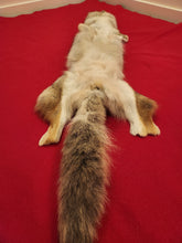 Load image into Gallery viewer, Western Montana Male Coyote COY1029