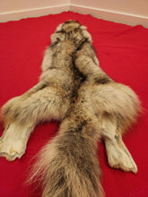 Load image into Gallery viewer, Western Montana Male Coyote COY1029