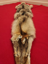 Load image into Gallery viewer, Western Montana Male Coyote COY1029