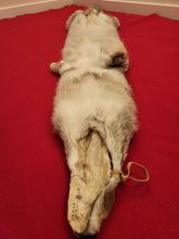 Load image into Gallery viewer, Western Montana Male Coyote COY1029