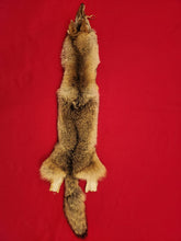 Load image into Gallery viewer, Western Montana Male Coyote COY1030