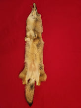 Load image into Gallery viewer, Western Montana Male Coyote COY1030