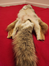 Load image into Gallery viewer, Western Montana Male Coyote COY1030