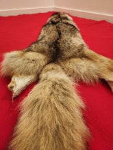 Load image into Gallery viewer, Western Montana Male Coyote COY1030