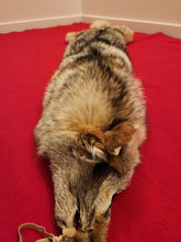 Load image into Gallery viewer, Western Montana Male Coyote COY1030