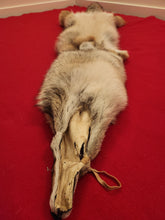 Load image into Gallery viewer, Western Montana Male Coyote COY1030