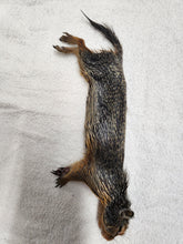 Load image into Gallery viewer, Columbian Ground Squirrel - Wet Specimen