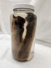 Load image into Gallery viewer, Animal Feet/Paws - Wet Specimens