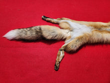 Load image into Gallery viewer, North Idaho Red Fox - Taxidermy Quality - RFX1001