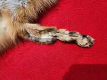 Load image into Gallery viewer, North Idaho Red Fox - Taxidermy Quality - RFX1001