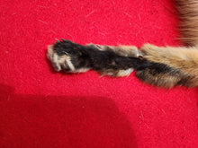 Load image into Gallery viewer, North Idaho Red Fox - Taxidermy Quality - RFX1001