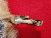 Load image into Gallery viewer, North Idaho Red Fox - Taxidermy Quality - RFX1001