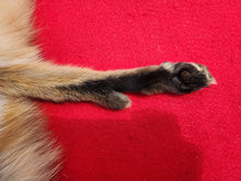 Load image into Gallery viewer, North Idaho Red Fox - Taxidermy Quality - RFX1001