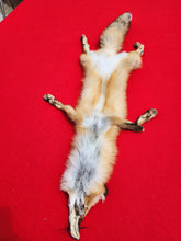 Load image into Gallery viewer, North Idaho Red Fox - Taxidermy Quality - RFX1001
