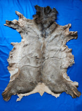 Load image into Gallery viewer, Idaho Cow Elk Hide - ELK1001A