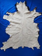 Load image into Gallery viewer, Idaho Cow Elk Hide - ELK1001A