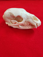 Load image into Gallery viewer, Small Black Bear Skull - BBS1001