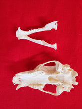 Load image into Gallery viewer, Small Black Bear Skull - BBS1001