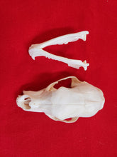 Load image into Gallery viewer, Small Black Bear Skull - BBS1001
