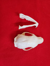 Load image into Gallery viewer, Small Black Bear Skull - BBS1001