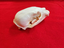 Load image into Gallery viewer, XS Black Bear Skull - BBS1002