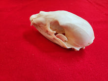Load image into Gallery viewer, XS Black Bear Skull - BBS1002