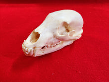 Load image into Gallery viewer, Small Black Bear Skull - BBS1003