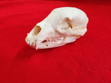 Load image into Gallery viewer, LM Black Bear Skull - BBS1004