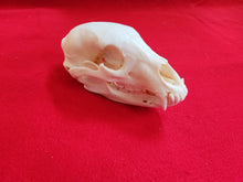 Load image into Gallery viewer, LM Black Bear Skull - BBS1004