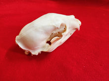 Load image into Gallery viewer, LM Black Bear Skull - BBS1004