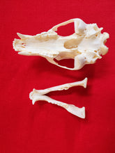 Load image into Gallery viewer, LM Black Bear Skull - BBS1004