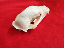 Load image into Gallery viewer, XL Black Bear Skull - BBS1005