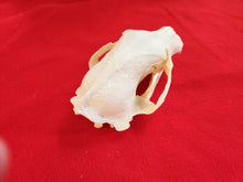 Load image into Gallery viewer, Large Black Bear Skull - BBS1012