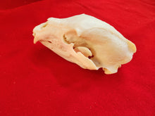 Load image into Gallery viewer, Large Black Bear Skull - BBS1012