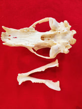 Load image into Gallery viewer, Large Black Bear Skull - BBS1012