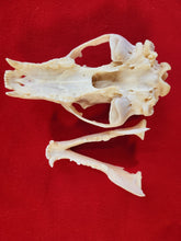 Load image into Gallery viewer, Large Black Bear Skull - BBS1013