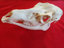 Load image into Gallery viewer, XL Cow Elk Skull - CES1001