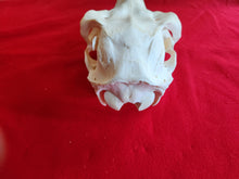 Load image into Gallery viewer, XL Cow Elk Skull - CES1001