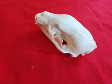 Load image into Gallery viewer, XL Black Bear Skull - BBS1007