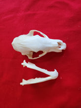 Load image into Gallery viewer, XL Black Bear Skull - BBS1007