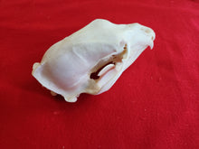 Load image into Gallery viewer, LM Black Bear Skull - BBS1010