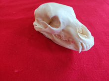 Load image into Gallery viewer, LM Black Bear Skull - BBS1010