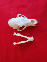 Load image into Gallery viewer, LM Black Bear Skull - BBS1010