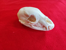 Load image into Gallery viewer, Small Black Bear Skull - BBS1009