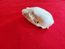 Load image into Gallery viewer, Small Black Bear Skull - BBS1009