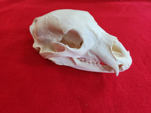Load image into Gallery viewer, XXL Black Bear Skull - BBS1015
