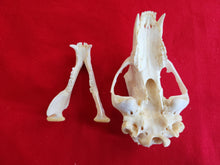 Load image into Gallery viewer, XXL Black Bear Skull - BBS1015