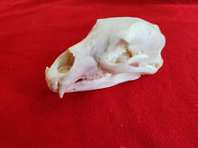 Load image into Gallery viewer, Large Black Bear Skull - BBS1006