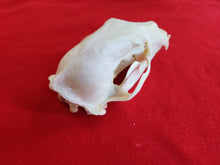 Load image into Gallery viewer, Large Black Bear Skull - BBS1006